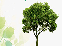 Comemoração do Dia Mundial da Árvore em Miranda do Douro
